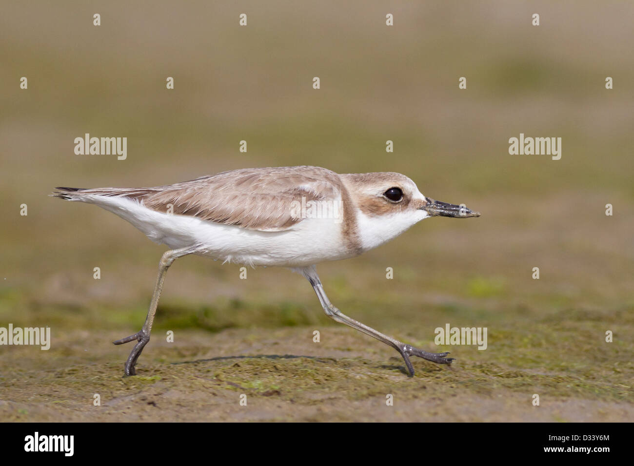 Greater Sand Plover (Charadrius leschenaultii) Stock Photo