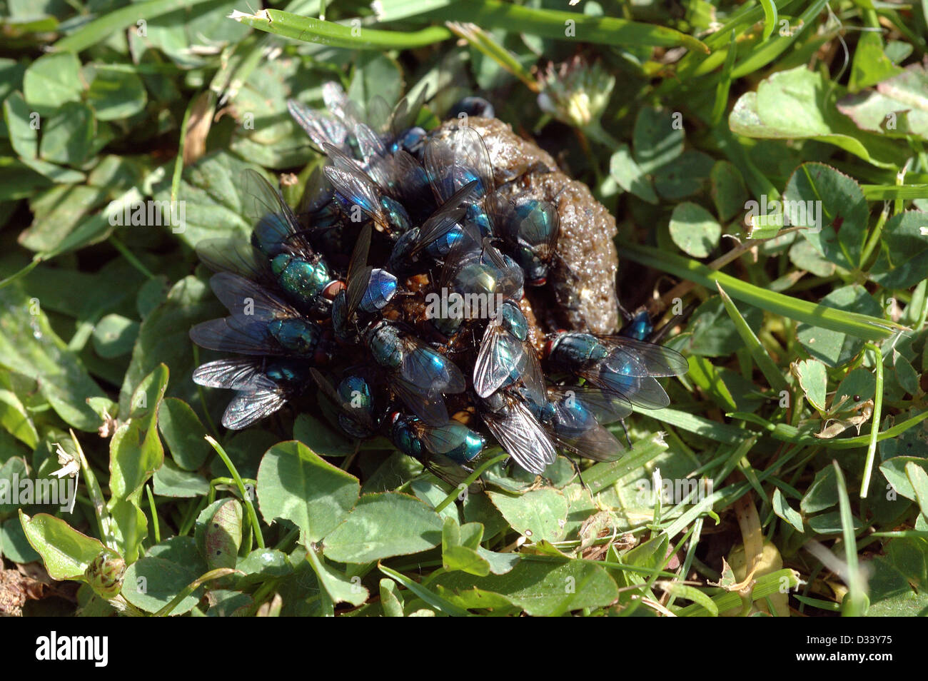 Bluebottle flies (Calliphora vicina: Calliphoridae) and greenbottle flies  (Lucilia caesar) feeding on a chicken dropping UK Stock Photo - Alamy