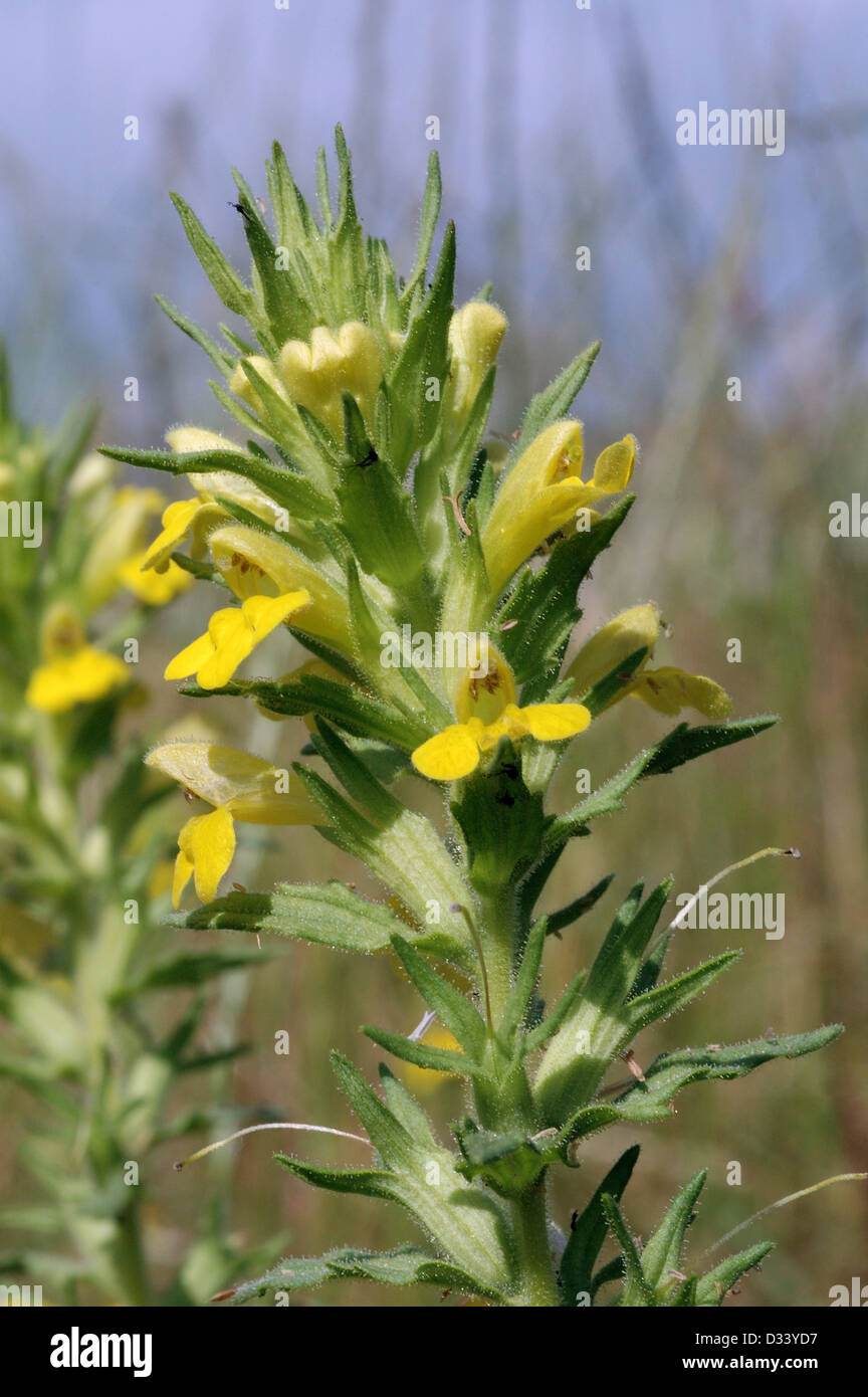 Yellow bartsia / glandweed (Parentucellia viscosa : Scrophulariaceae), UK Stock Photo