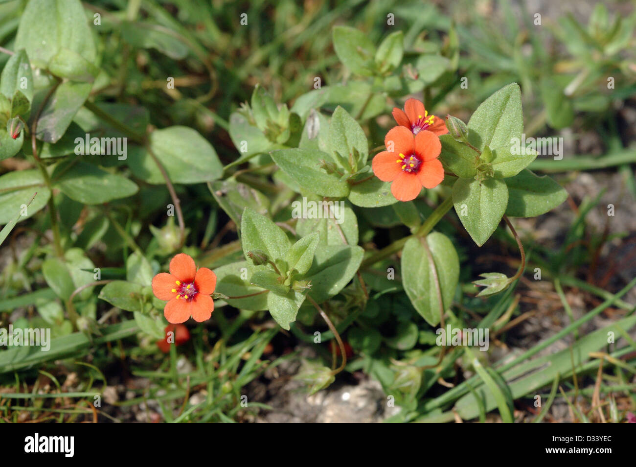 Scarlet Pimpernel ( Anagallis arvensis: Primulaceae), UK Stock Photo