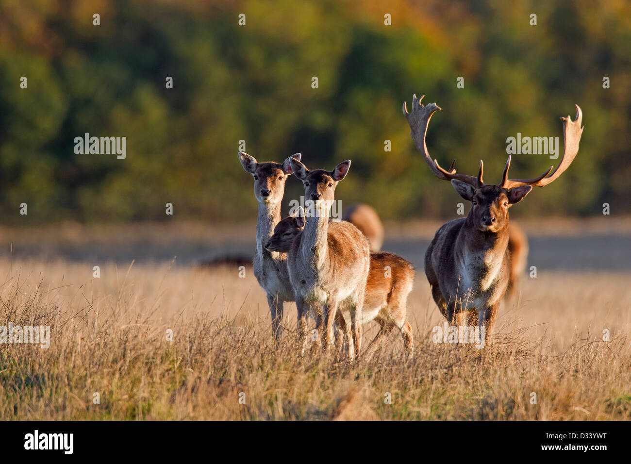 Fallow deer (Dama dama) buck checking out does in herd during the rut in autumn, Denmark Stock Photo