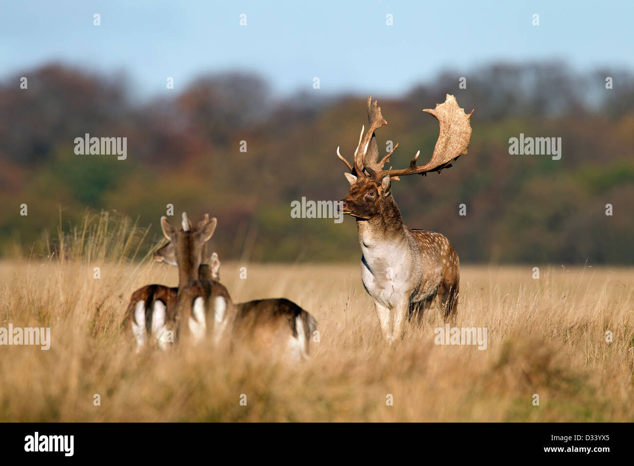 Fallow deer (Dama dama) buck checking out does in herd during the rut in autumn, Denmark Stock Photo