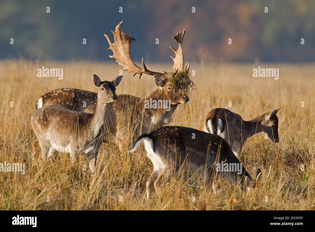 Fallow deer (Dama dama) herd with females and stag with antlers covered in grass during the rut in autumn Stock Photo