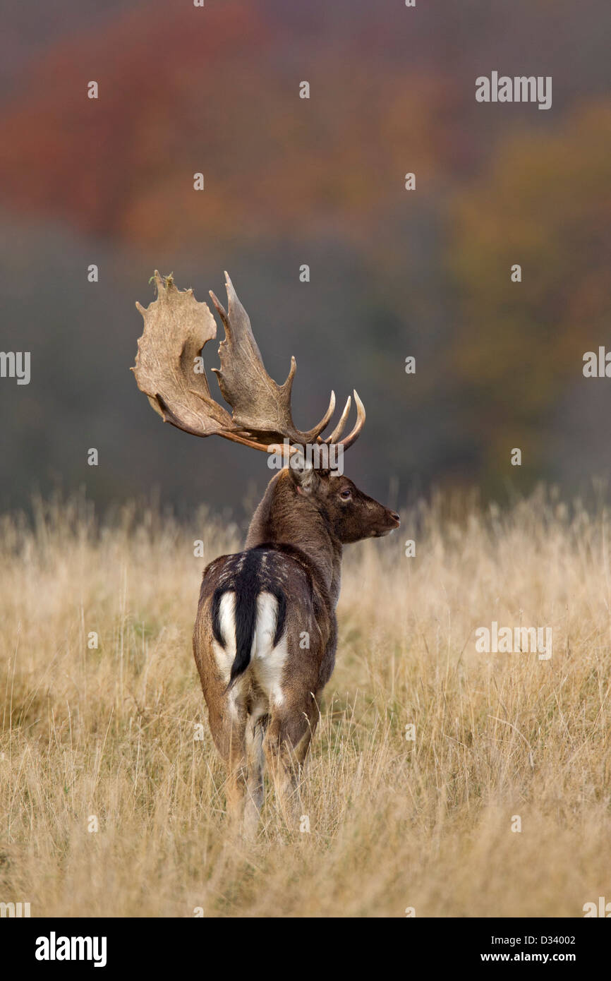 Fallow deer (Dama dama) buck in grassland at forest edge during the rut