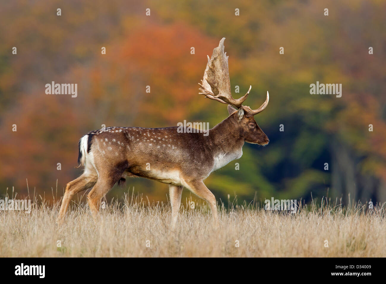 Fallow deer (Dama dama) buck in grassland at forest edge during the rut in autumn Stock Photo