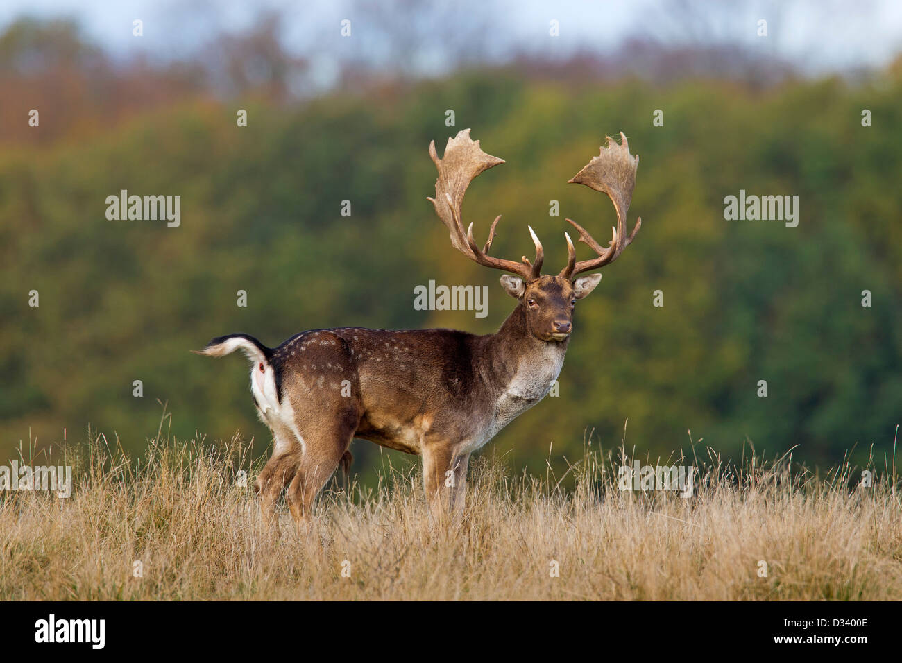 Fallow deer (Dama dama) buck in grassland at forest edge during the rut in autumn Stock Photo