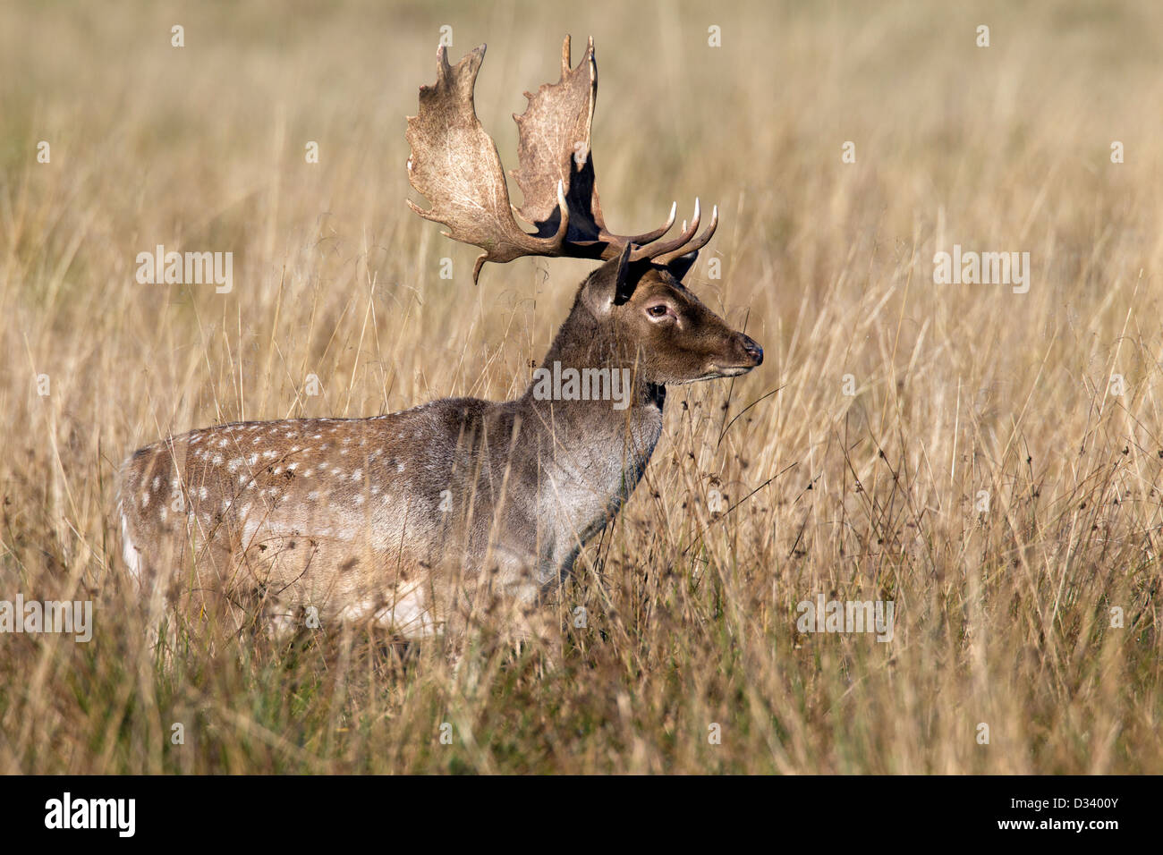 Fallow deer (Dama dama) buck in grassland during the rut in autumn, Denmark Stock Photo
