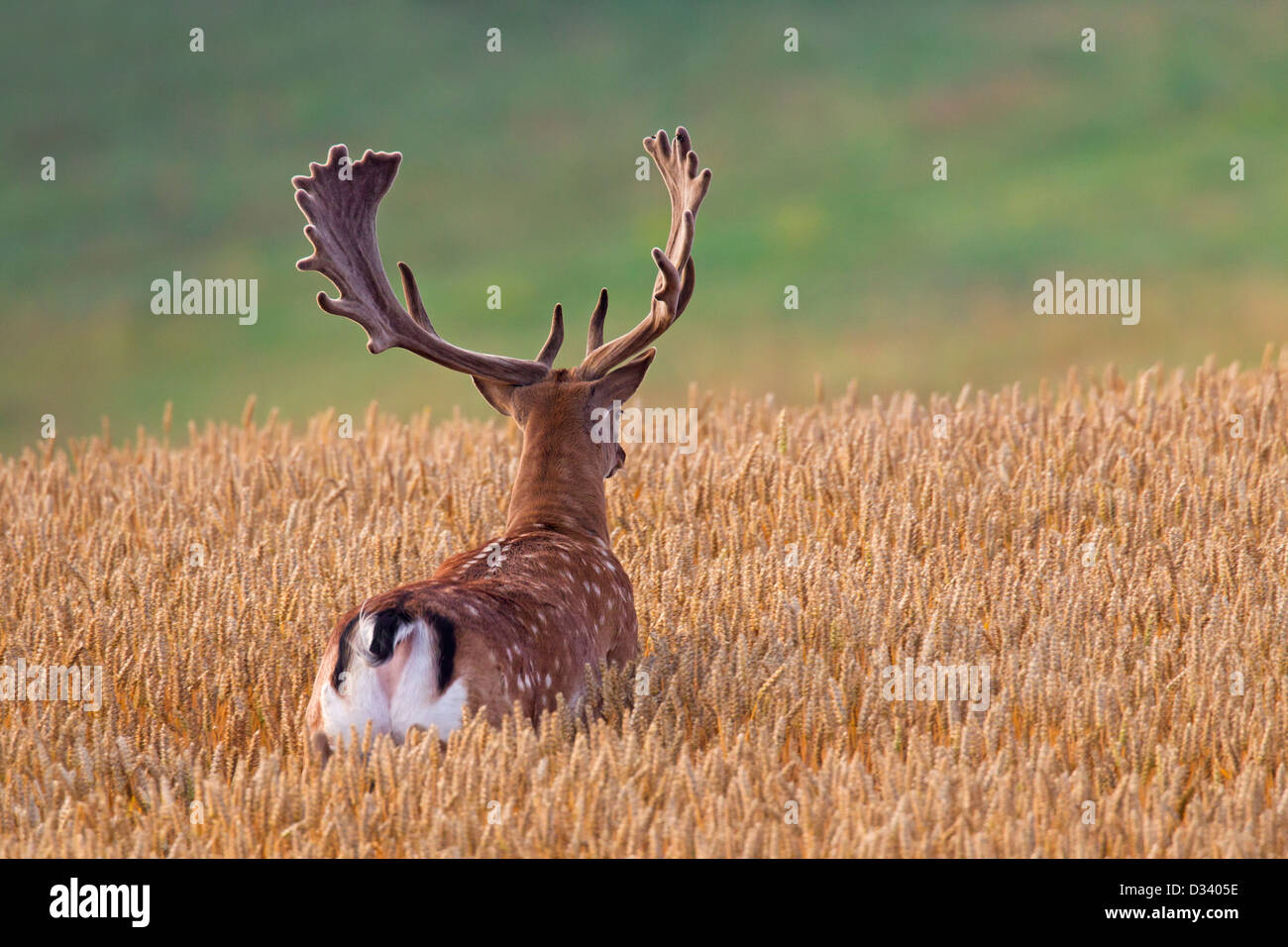 Fallow deer (Dama dama) buck with antlers covered in velvet in wheat field in summer Stock Photo