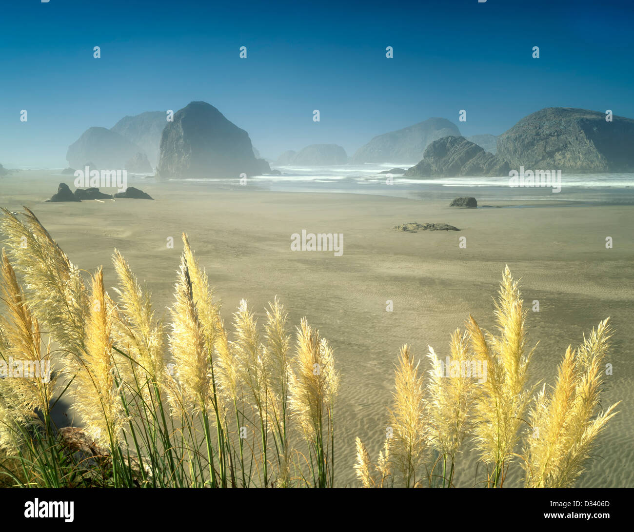 Pampas grass and beach at Cape Sebastian State Park, Oregon Stock Photo