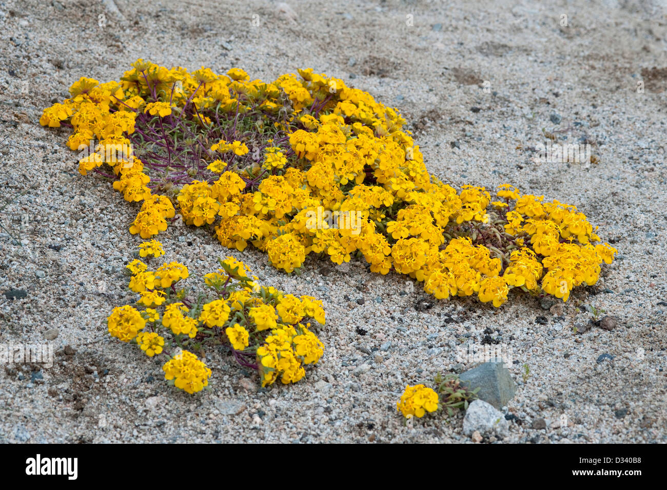 Cruckshanksia sp. flowers in vicinity of Totoral Atacama (III) Chile South America Stock Photo