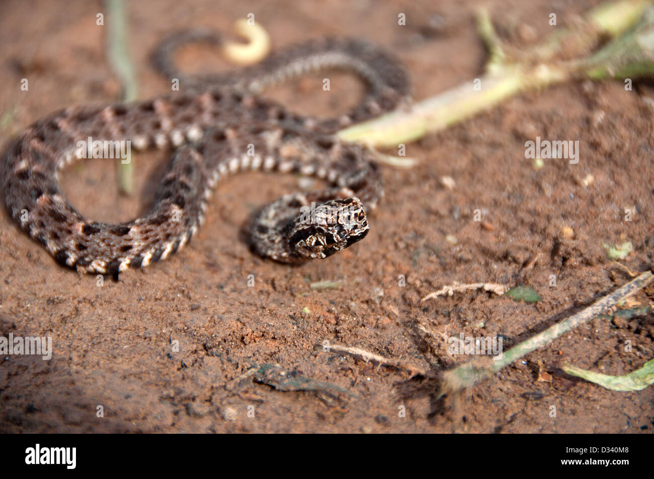 A small venomous snake, Amazonian Peru Stock Photo Alamy