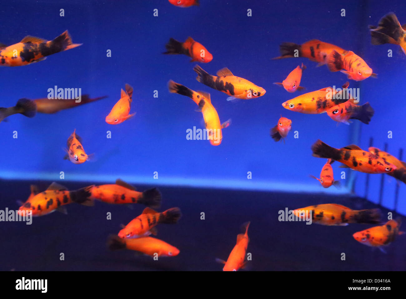 Tropical Fish In Fish Tank At Maidenhead Aquatics Shop England Stock