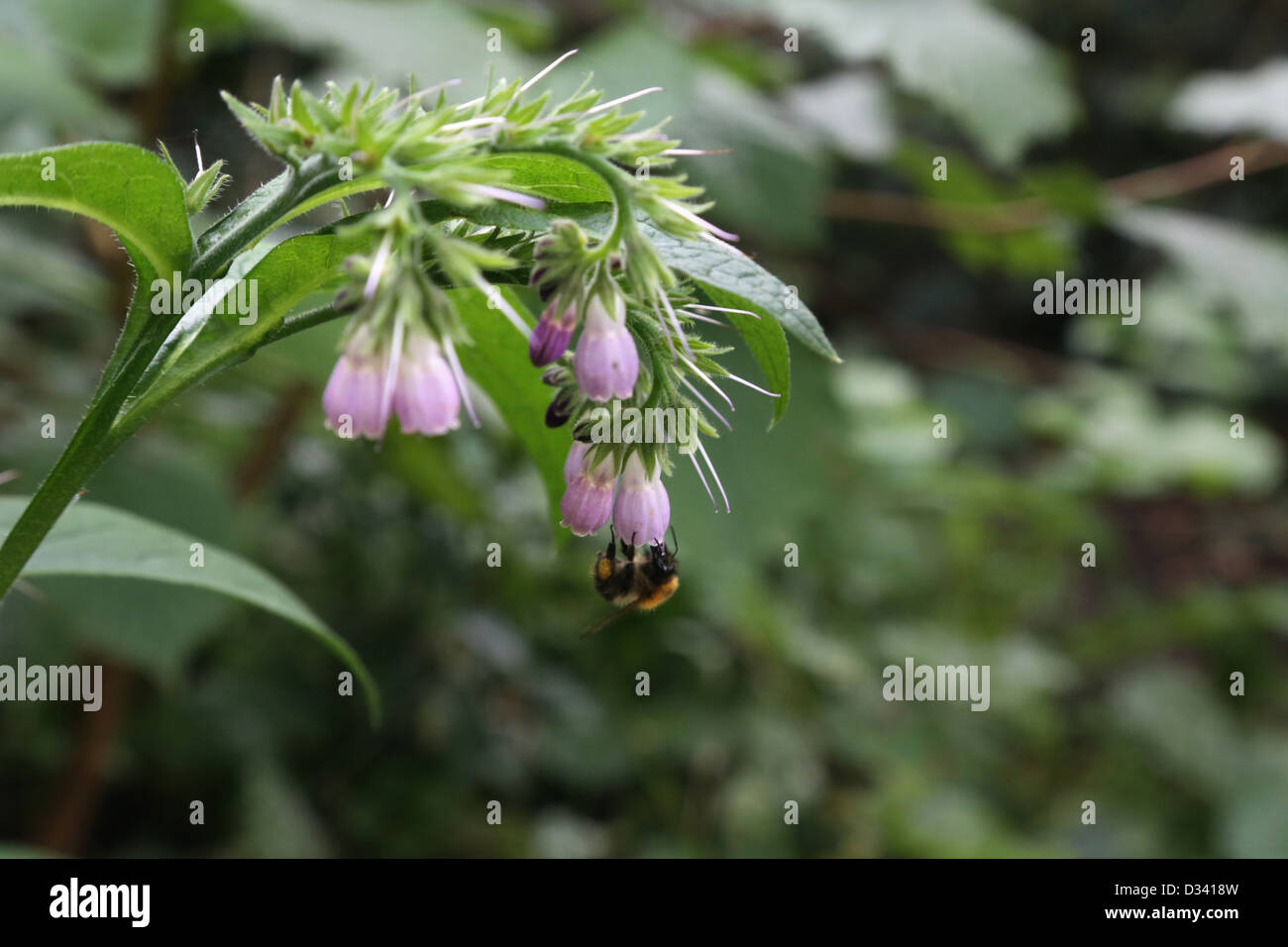 Honey Bee On Comfrey Flower Stock Photo