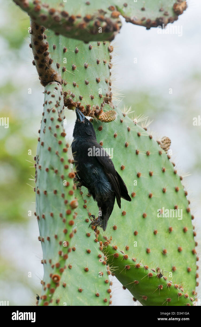 Common or Small Cactus Finch (Geospiza scandens) on Prickl Pear, Santa Cruz Island, Galapagos Stock Photo