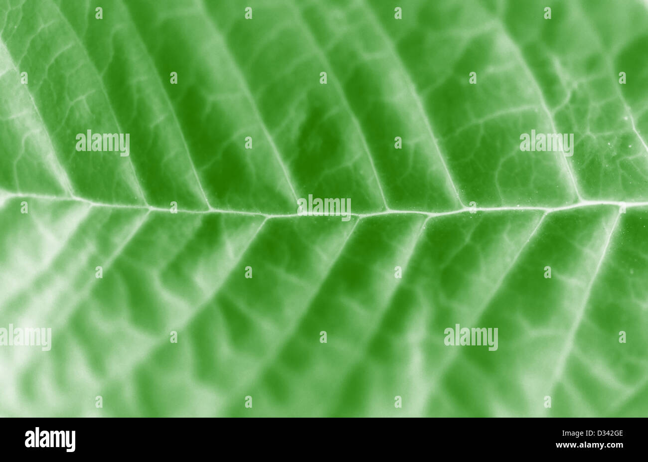 Leaf macro abstract Stock Photo - Alamy