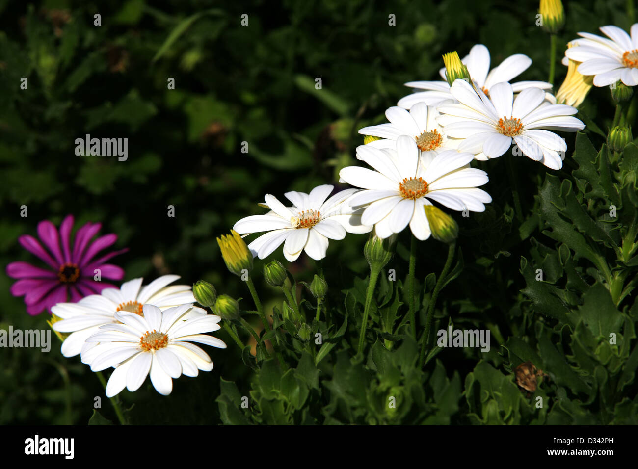 White flowers in grass field with green background Stock Photo Alamy