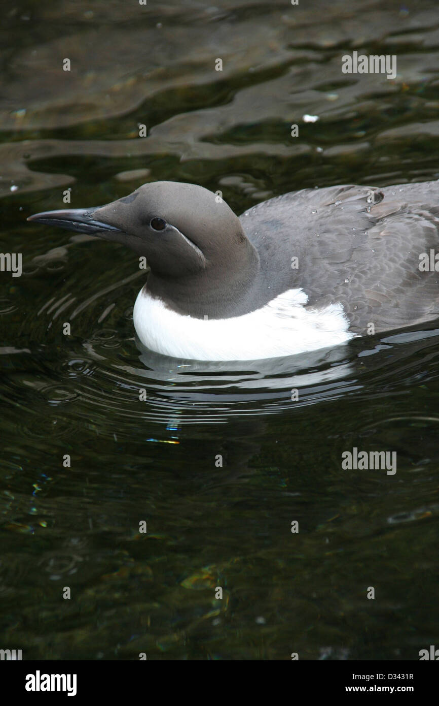Common Murre [Uria aalge], Aquarium, Newport, Oregon coast Stock Photo