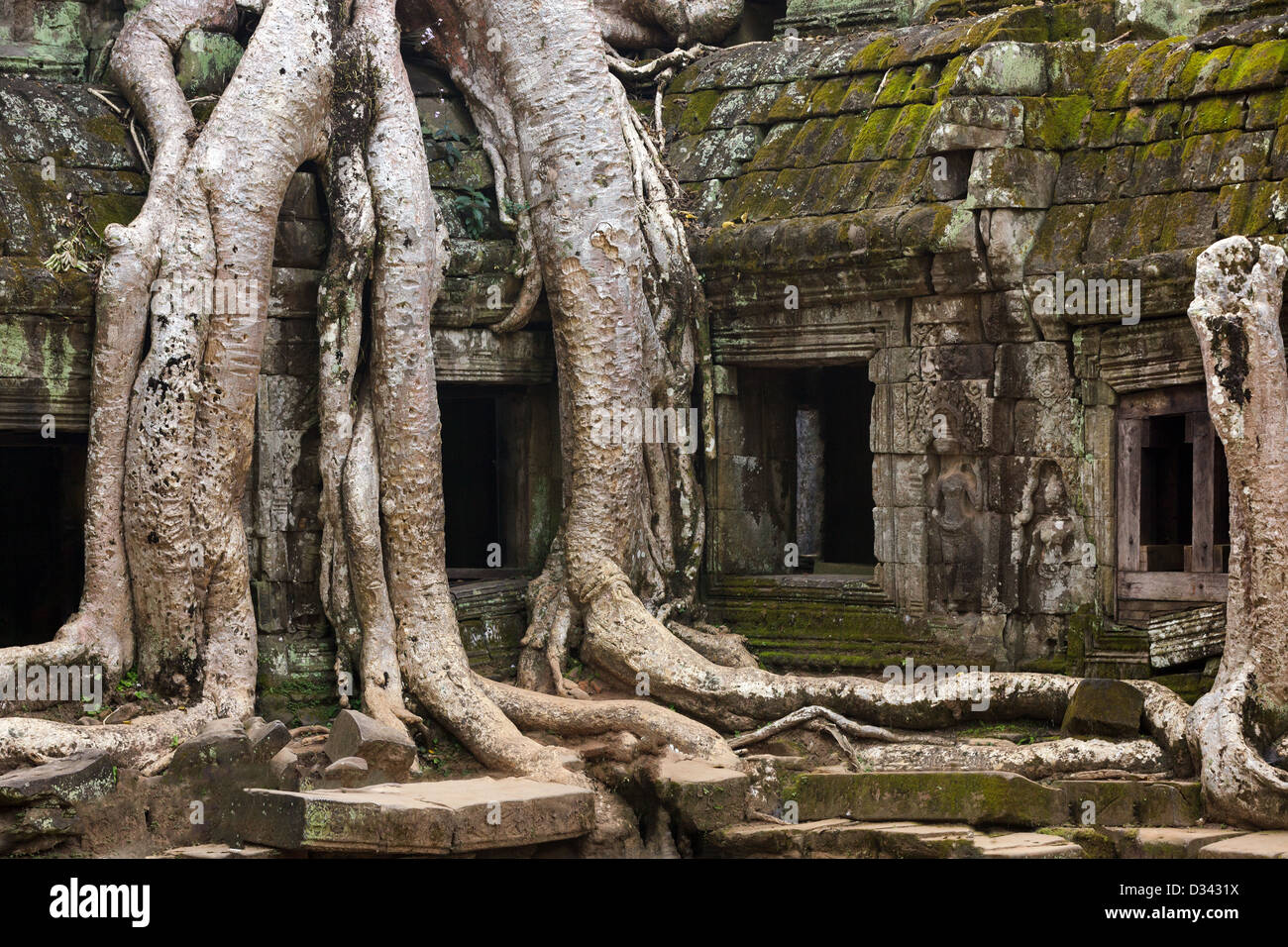Tropical tree roots entangling Ta Prohm temple, Angkor, Cambodia Stock Photo