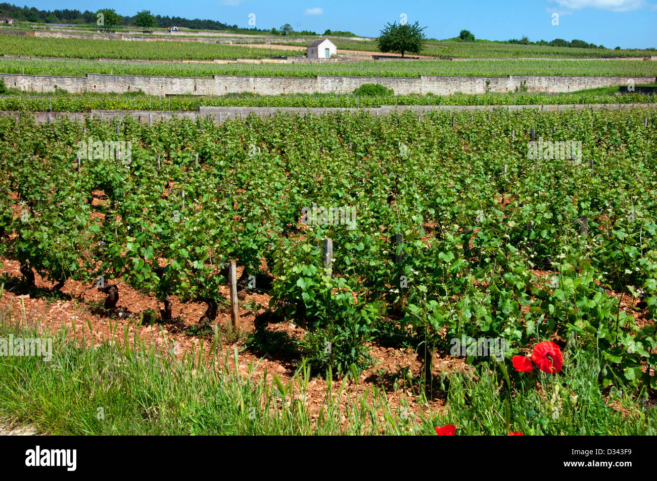 Vineyards in Beaune Burgundy France Stock Photo Alamy