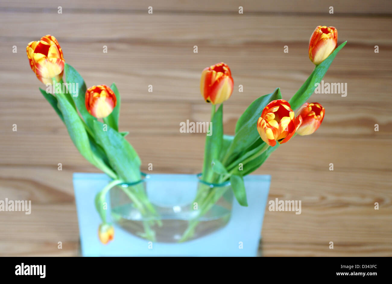 Tulips in a vase Stock Photo