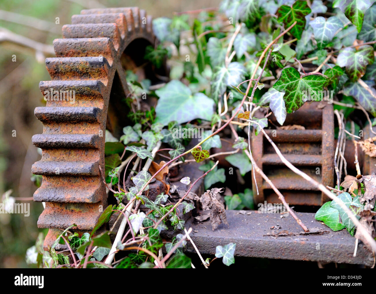 Old and rusty cast iron gear wheels covered with ivy. Stock Photo