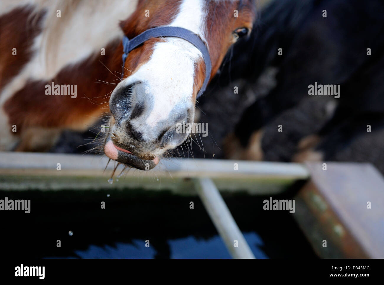 Horse drinking from a galvanized steel water trough Stock Photo Alamy