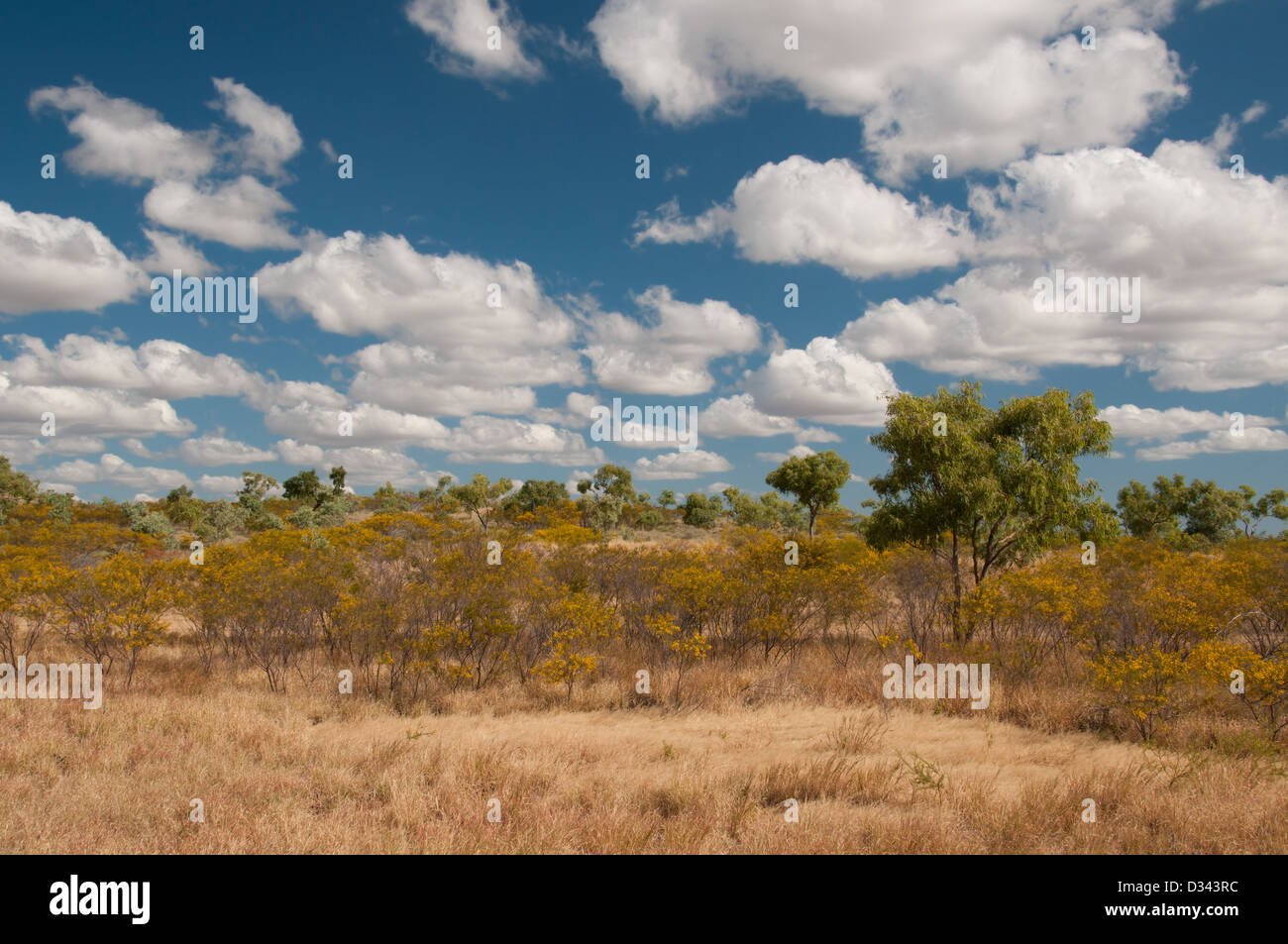Outback Bushland near Mount Isa, Queensland, Australia Stock Photo Alamy