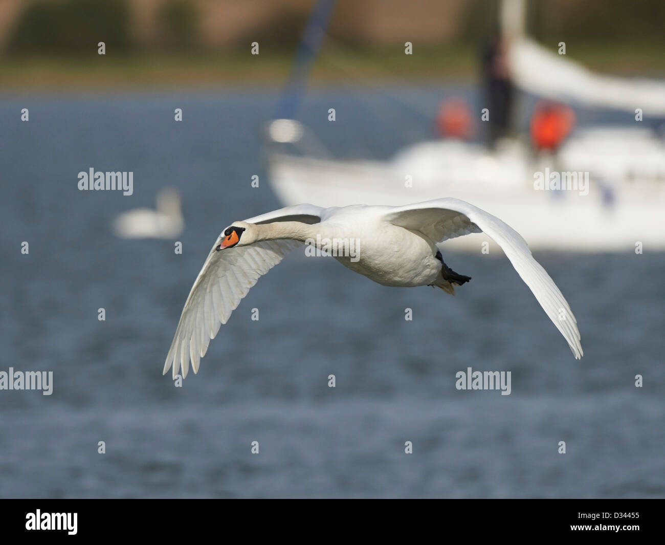 Mute Swan in flight Stock Photo Alamy