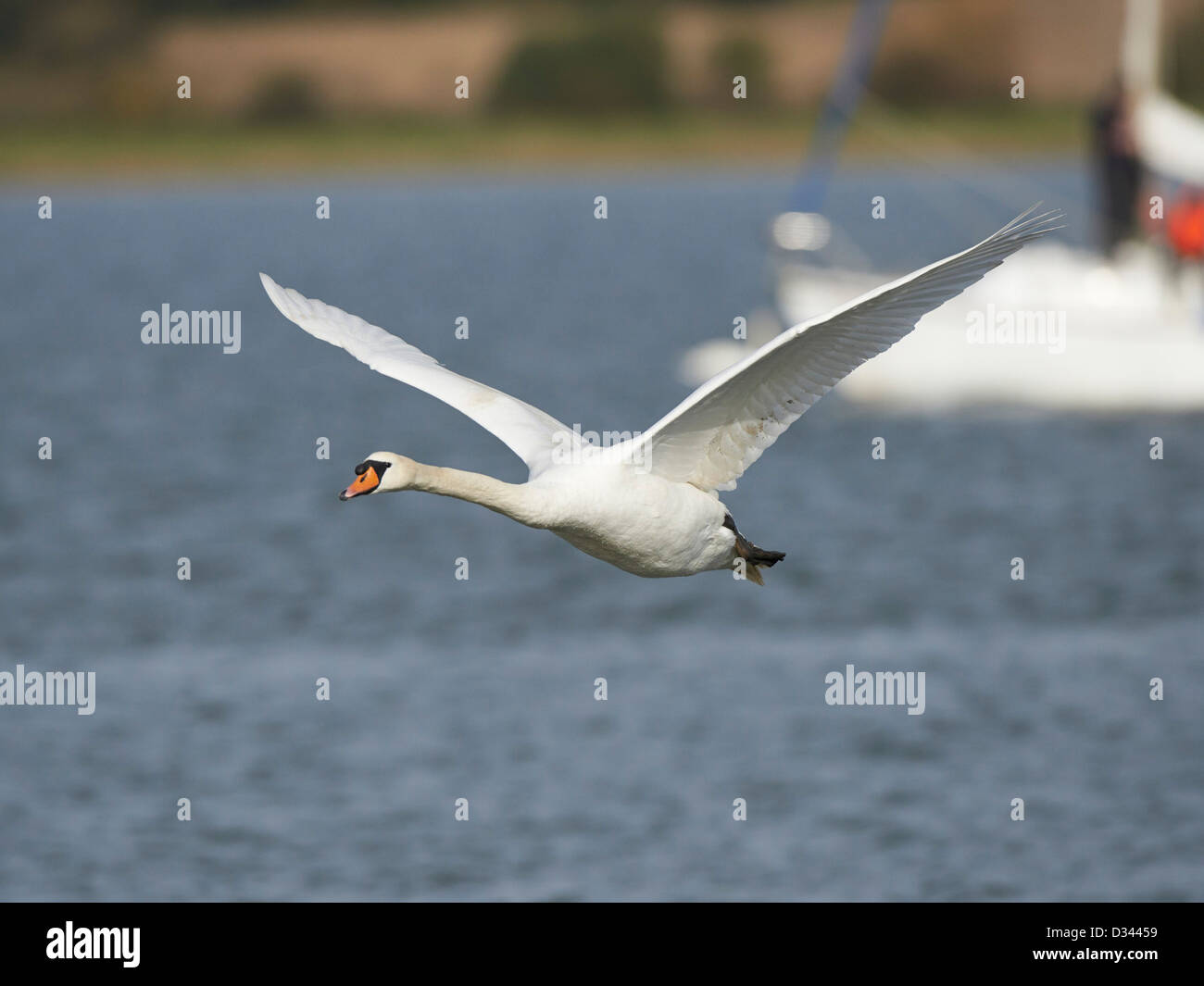 Mute Swan in flight Stock Photo Alamy