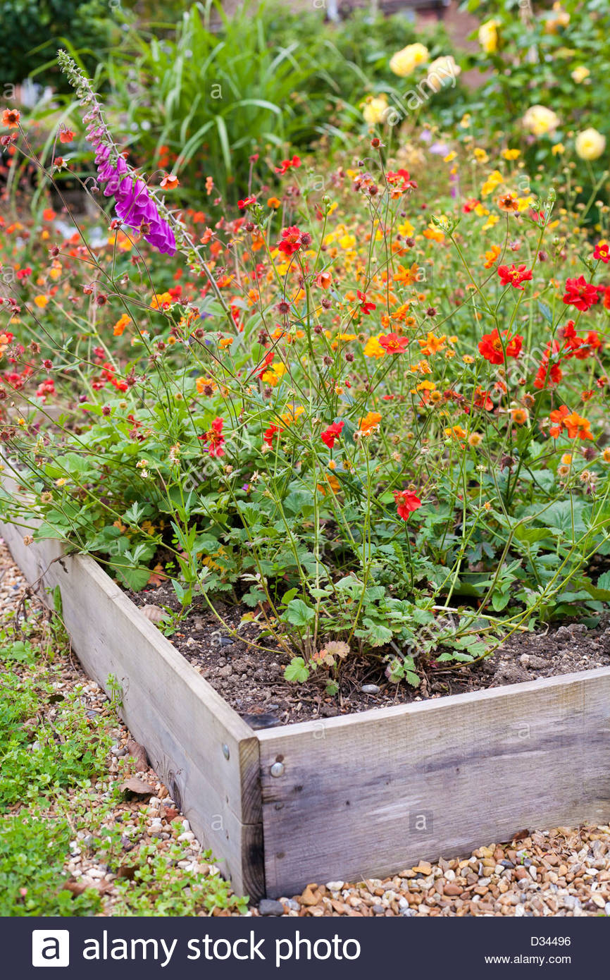 Perennials Bed Summer Stock Photos & Perennials Bed Summer Stock Images