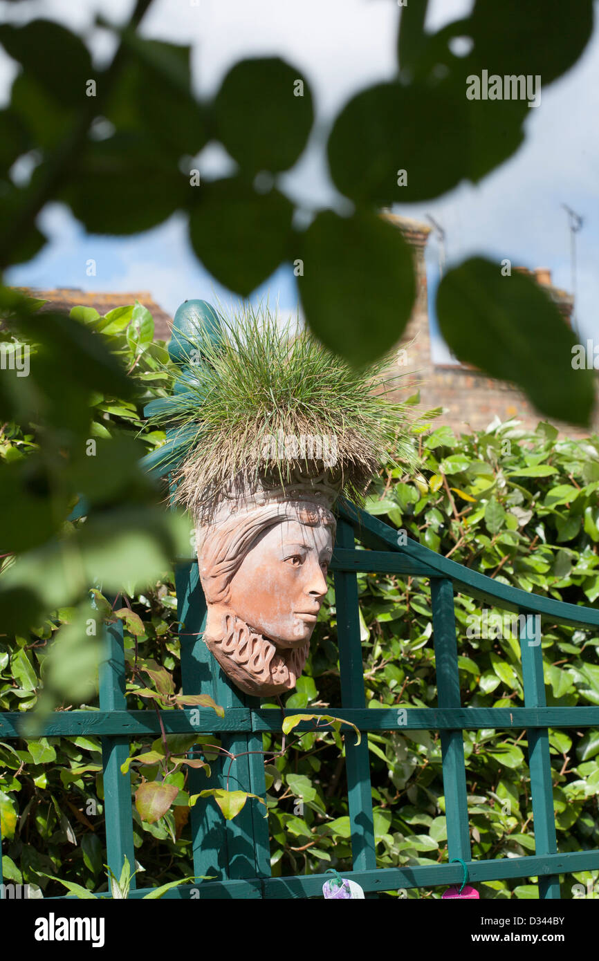 Grassy head sculpture. Festuca glauca 'Elijah Blue' Stock Photo