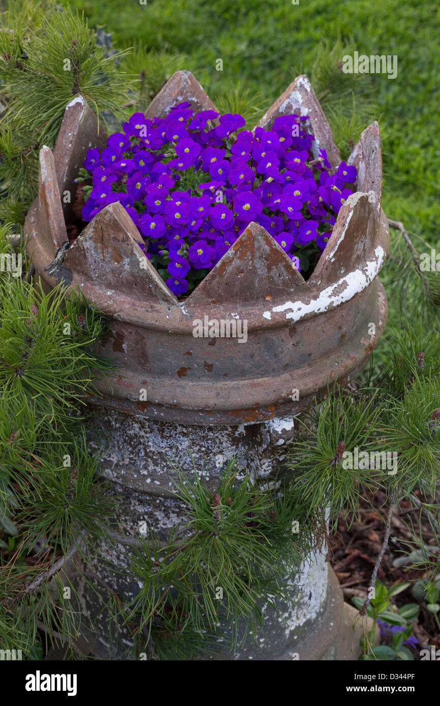 Victorian chimney pot used as garden planter with Aubretia plant with