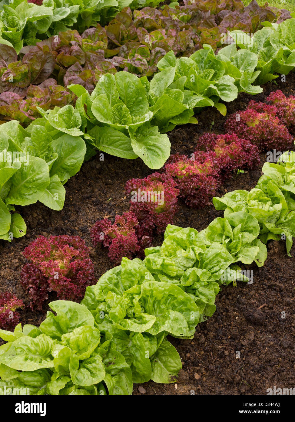 Rows of lettuce plants growing in vegetable garden, Grantham