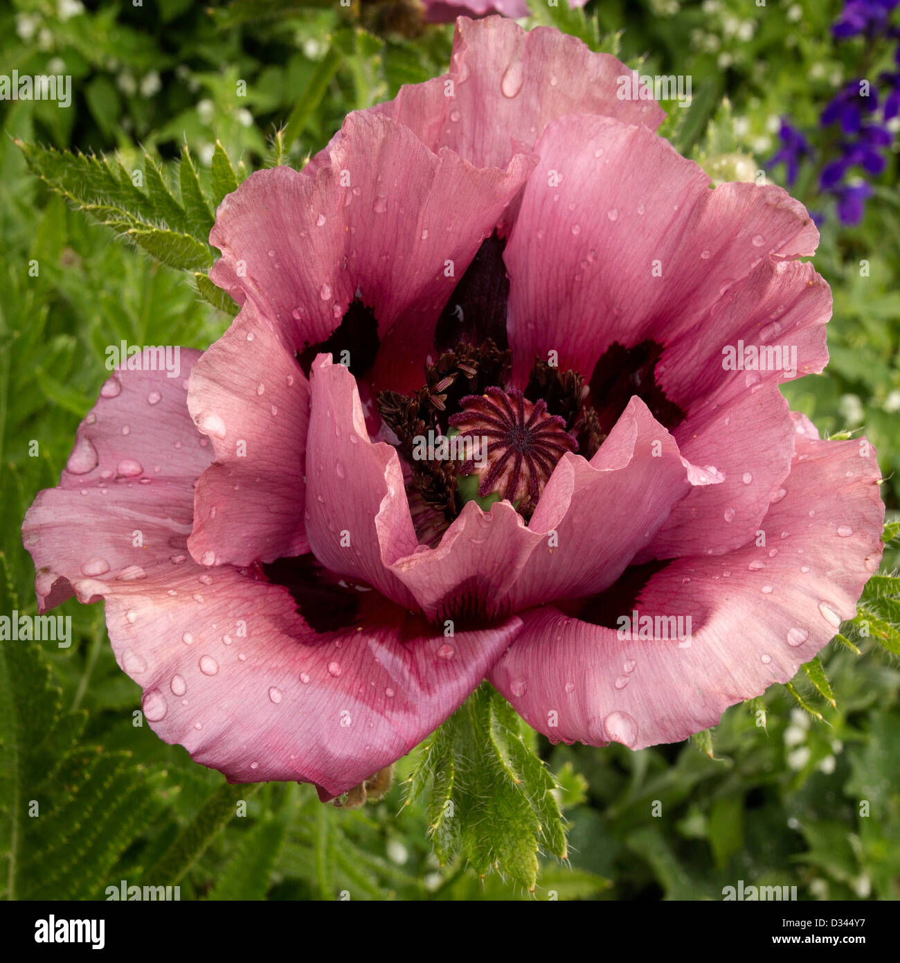 Oriental poppy flower closeup, Lincolnshire, England, UK Stock Photo