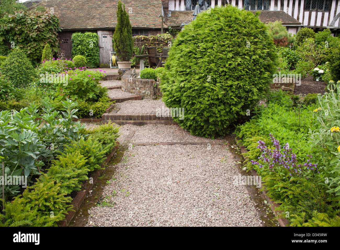 Gravel pathway through kitchen garden borders leading to the house. Thuja plicata 'Collyer's Gold' topiary. Bexon Manor Stock Photo