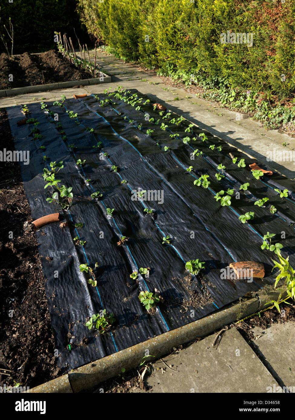 Membrane Weed Stock Photos Membrane Weed Stock Images Alamy