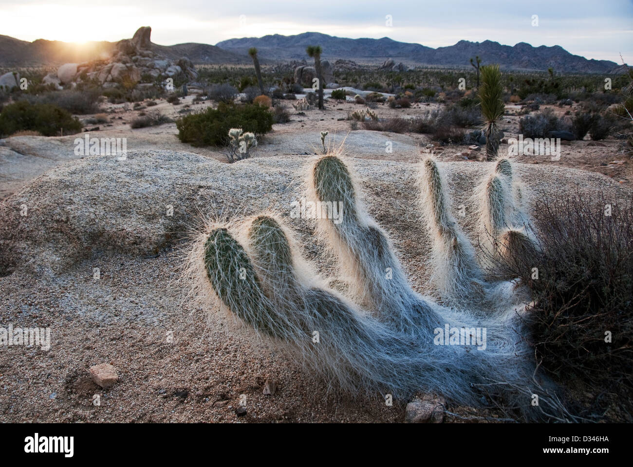 Grizzly Bear Cactus Opuntia erinacea Joshua Tree National Park California USA Stock Photo Alamy