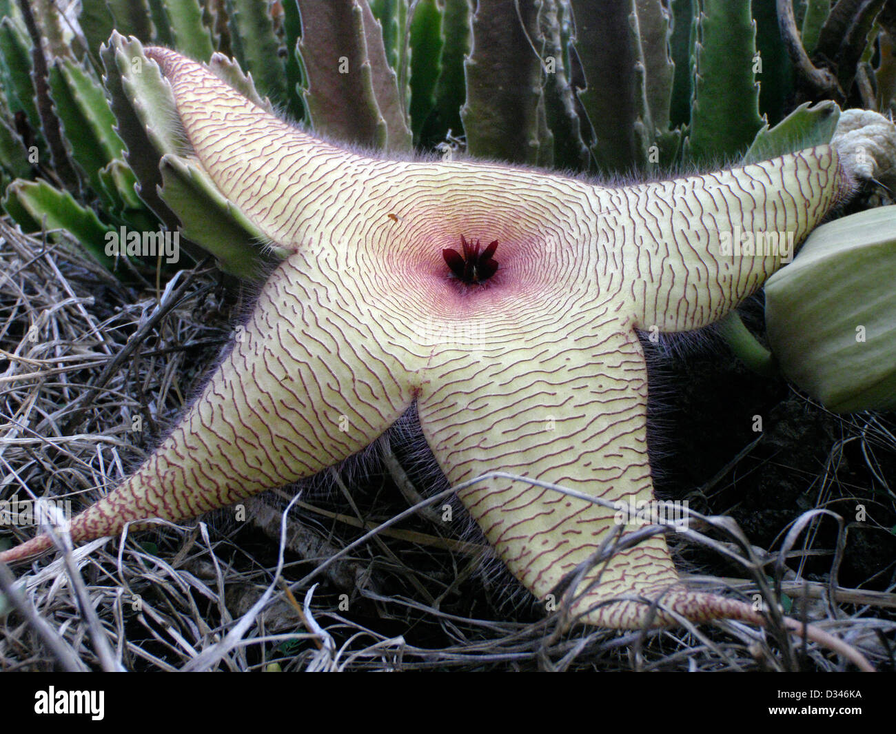 Starfish Flower Stapelia grandiflora Makapu'u Hawaii USA Stock Photo Alamy