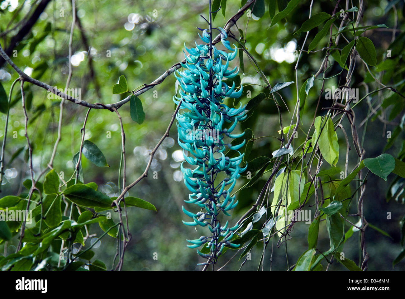 Blue Jade Vine Strongylodon macrobotrys Waimea Valley Oahu Hawaii USA Stock Photo Alamy