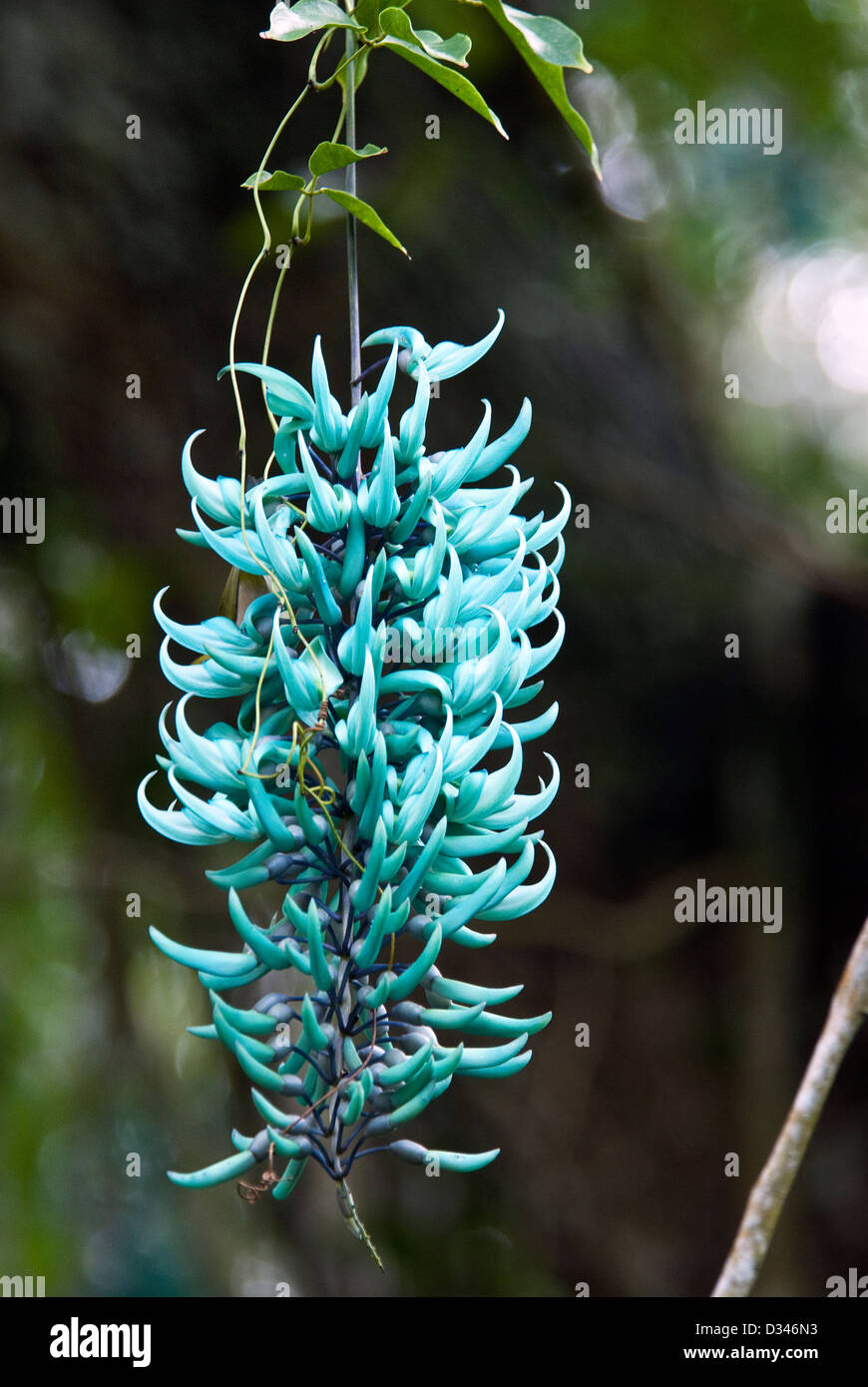 Blue Jade Vine Strongylodon macrobotrys Waimea Valley Oahu Hawaii USA