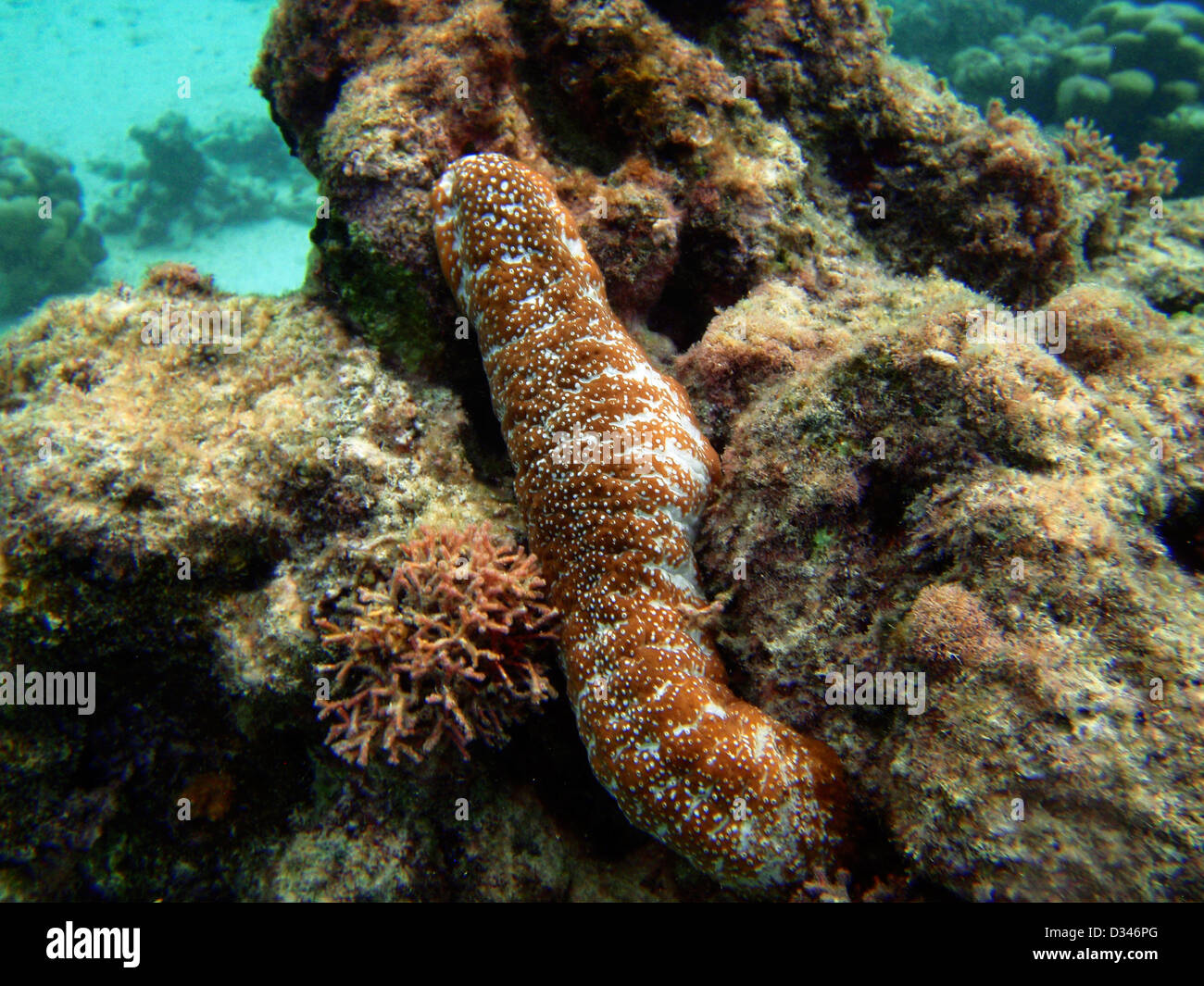 White-spotted Sea Cucumber Actinopyga mauritiana Kaiona Beach State Park Hawaii USA Stock Photo