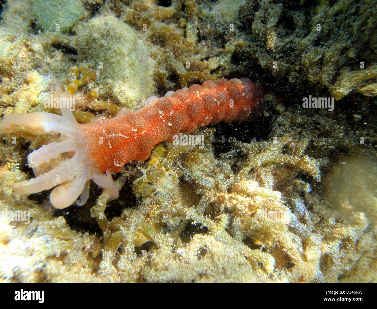 Conspicuous Sea Cucumber Opheodesoma spectabilis Kaneohe Bay Hawaii USA Stock Photo