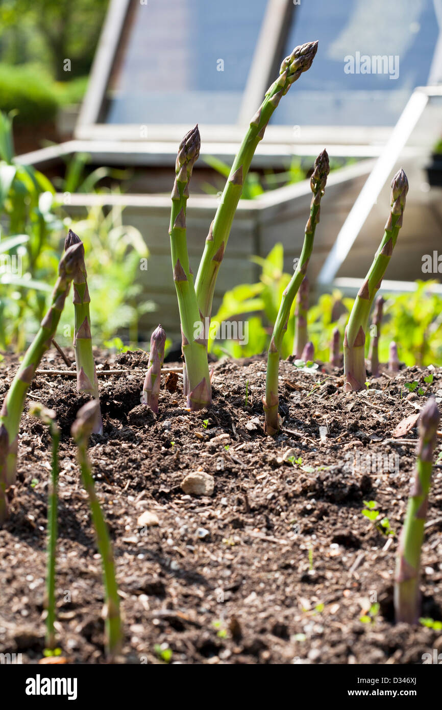 Asparagus spears ready for cutting Stock Photo Alamy