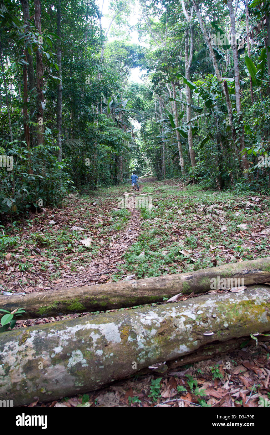 A path in the Amazon jungle forest, surroundings of Nazareth, Colombia Stock Photo