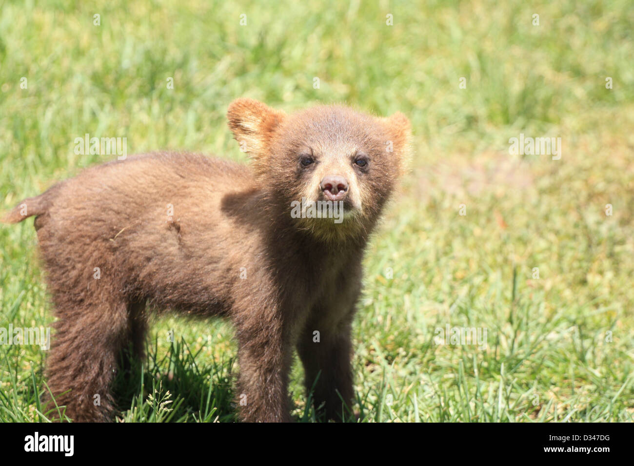 Baby black bear hi-res stock photography and images - Alamy