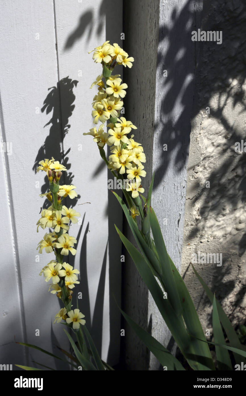 Perennial Yellow Flowers Sisyrinchium Striatum In Garden England Stock Photo