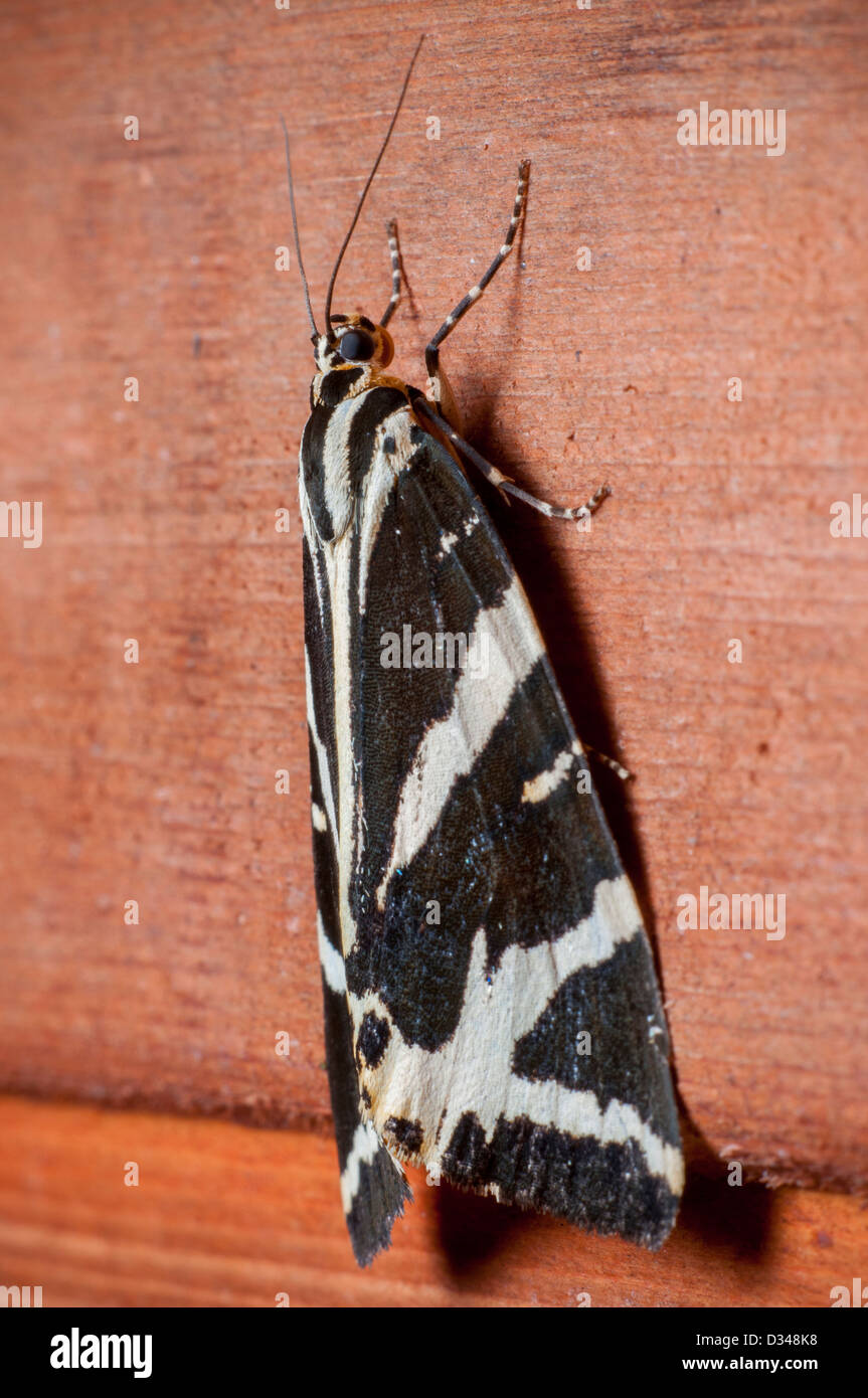 Jersey Tiger Moth (Euplagia quadripunctaria), Exeter, Devon, UK. Stock Photo