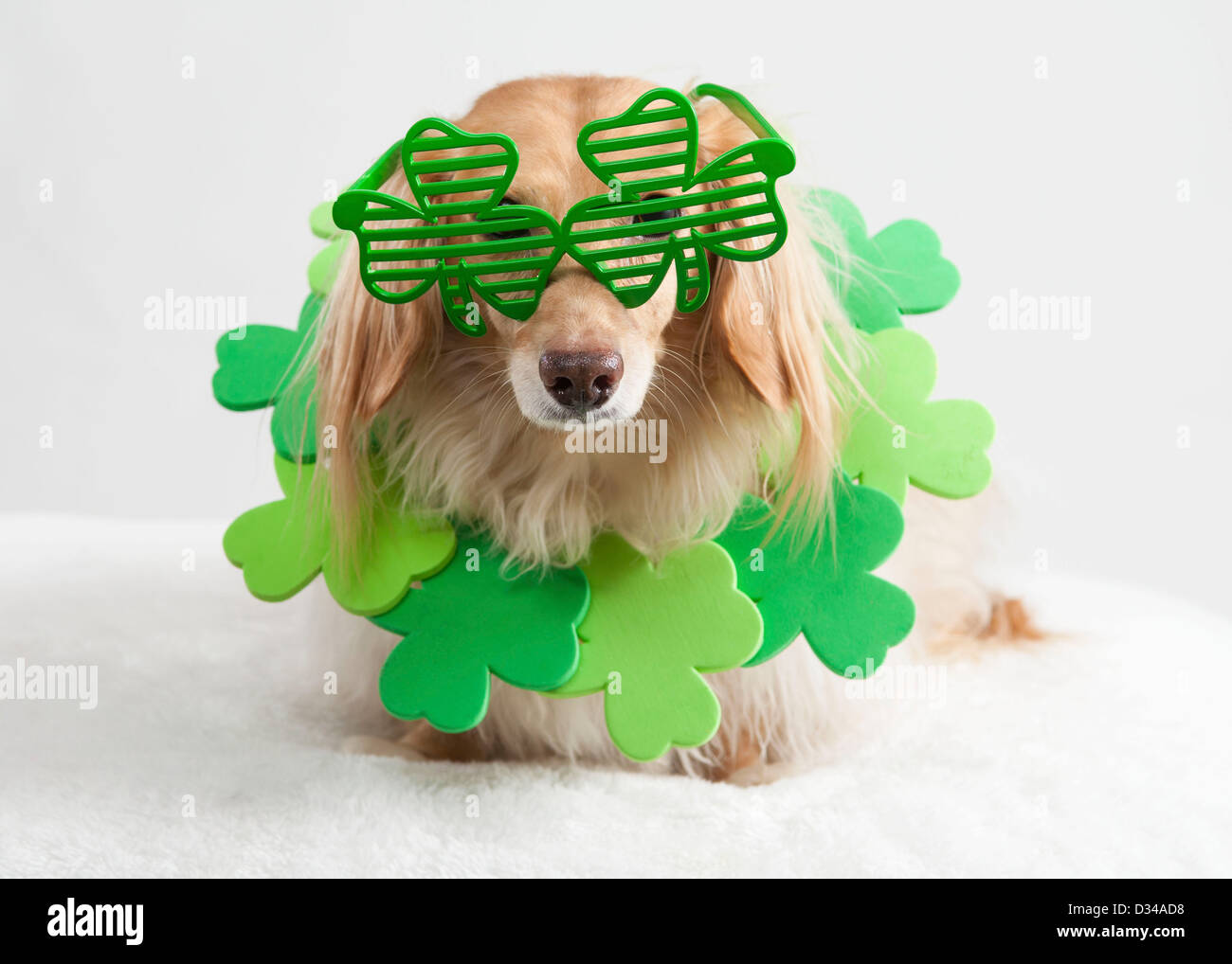 St patricks day best sale dog