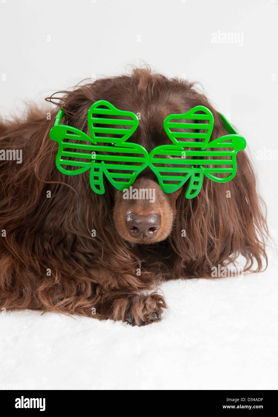 Dog wearing shamrock glasses for St. Patrick's Day. Stock Photo