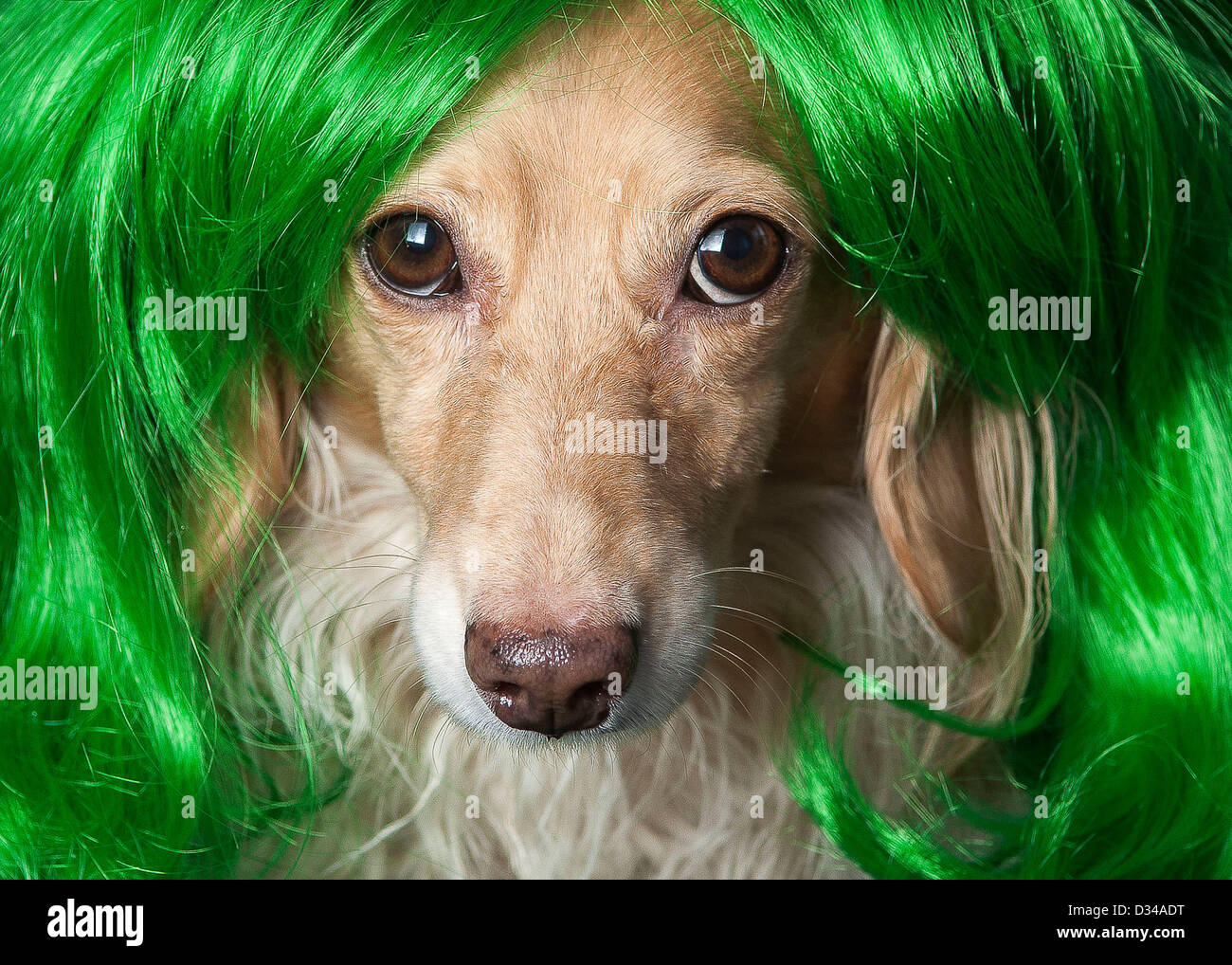 Green dog wig hotsell